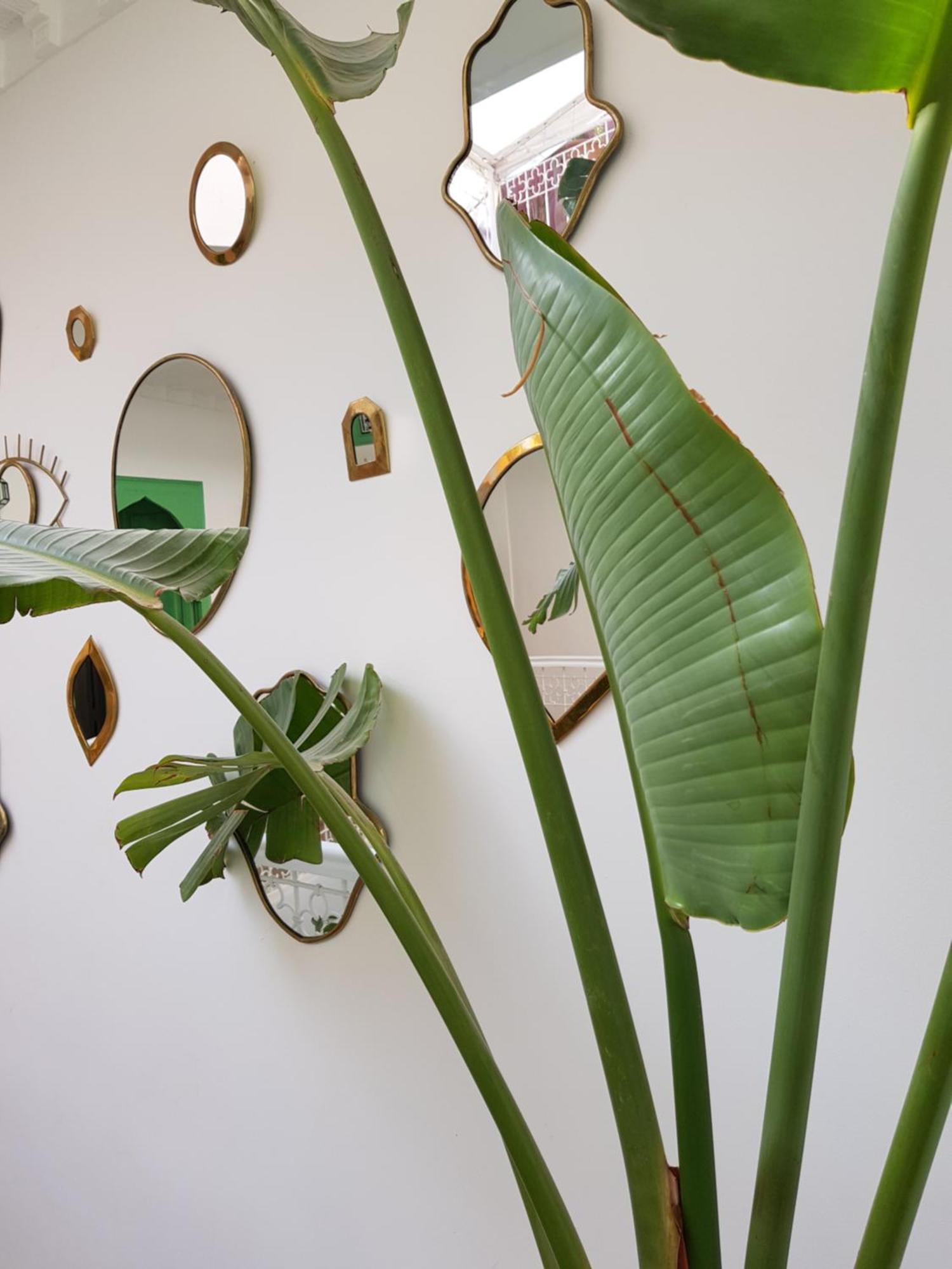 Riad Le Limoun And Spa Marrákes Kültér fotó